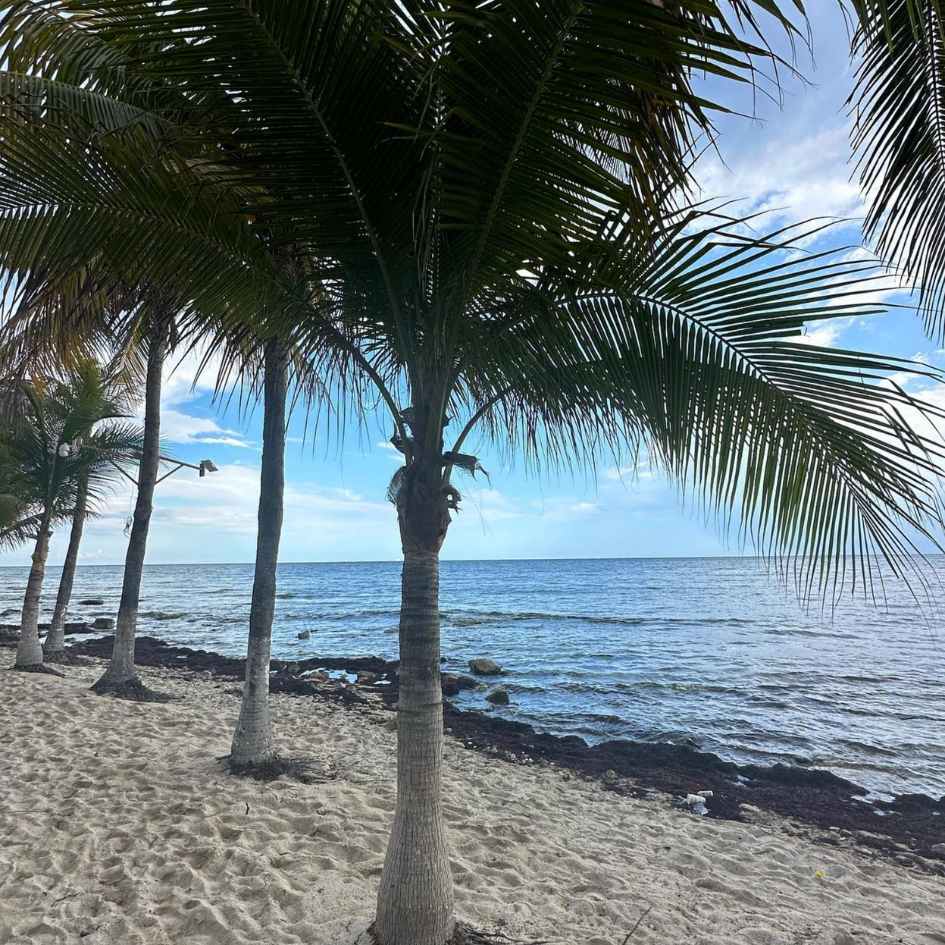 palmeras playa xcalacoco